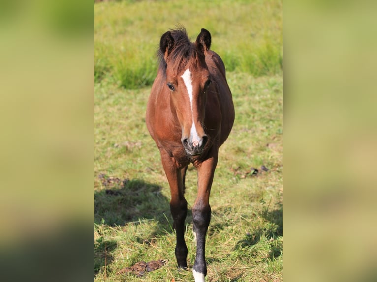 American Morgen Horse Yegua Potro (05/2024) 156 cm Castaño in Floh-Seligenthal