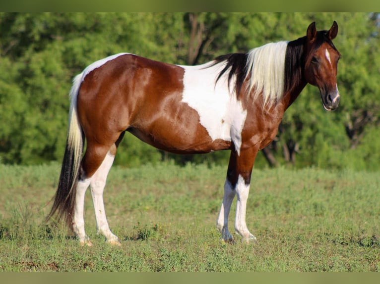 American Paint Horse Caballo castrado 10 años 137 cm Tobiano-todas las-capas in Stephenville TX