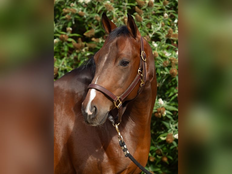 American Paint Horse Caballo castrado 10 años 140 cm Castaño in Escharen
