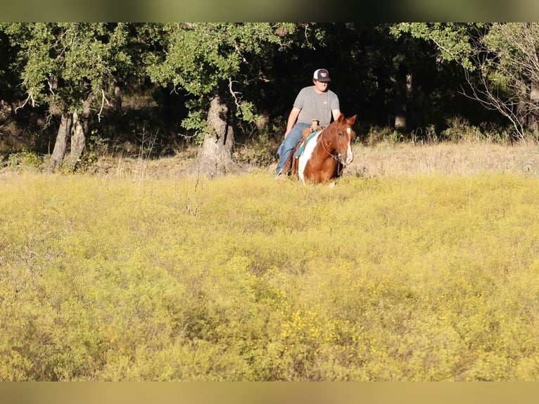 American Paint Horse Caballo castrado 10 años 142 cm Tobiano-todas las-capas in Poolville KY