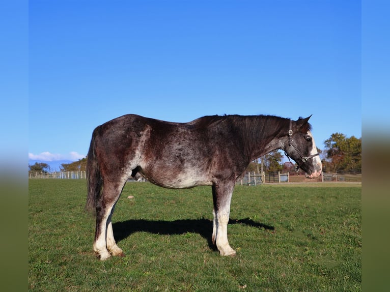 American Paint Horse Caballo castrado 10 años 145 cm Ruano azulado in Howell