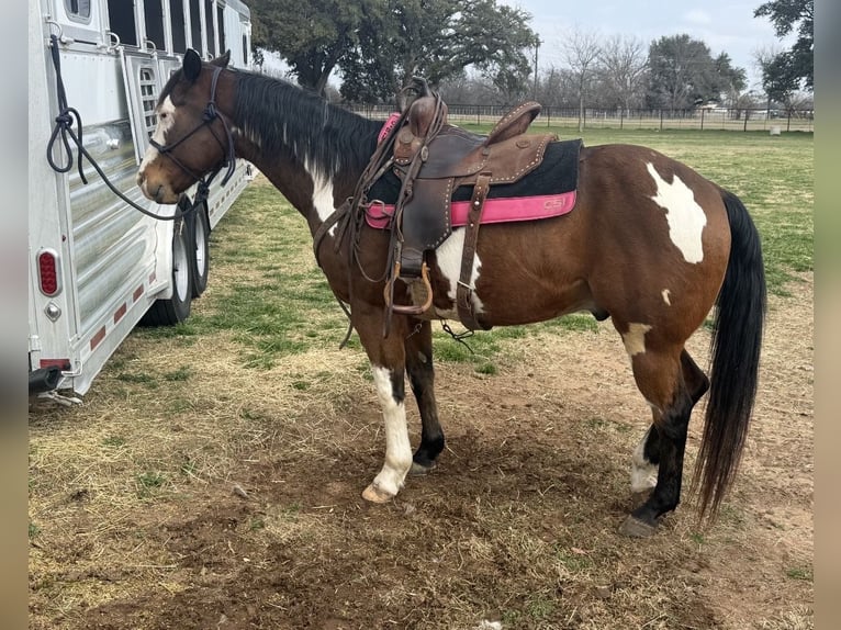 American Paint Horse Caballo castrado 10 años 147 cm Castaño rojizo in Weatherford