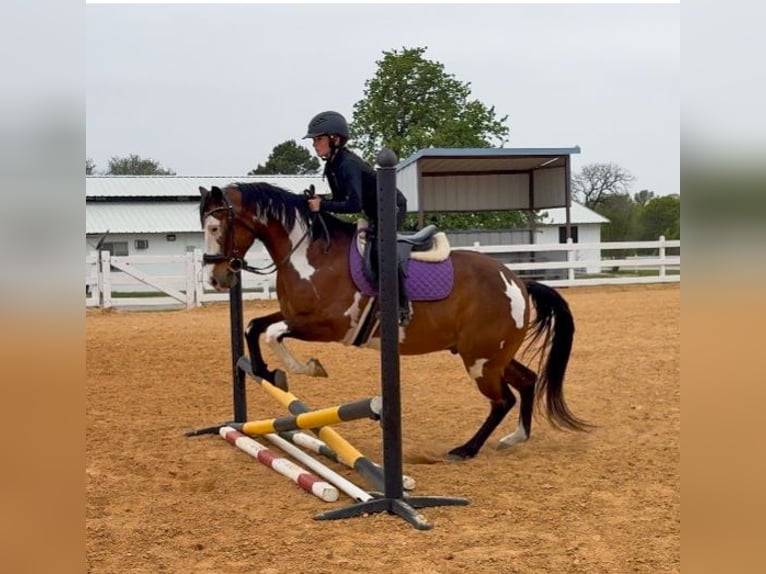 American Paint Horse Caballo castrado 10 años 147 cm Castaño rojizo in Weatherford