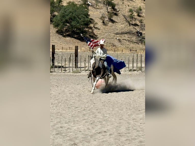 American Paint Horse Caballo castrado 10 años 150 cm Tobiano-todas las-capas in Paicines CA