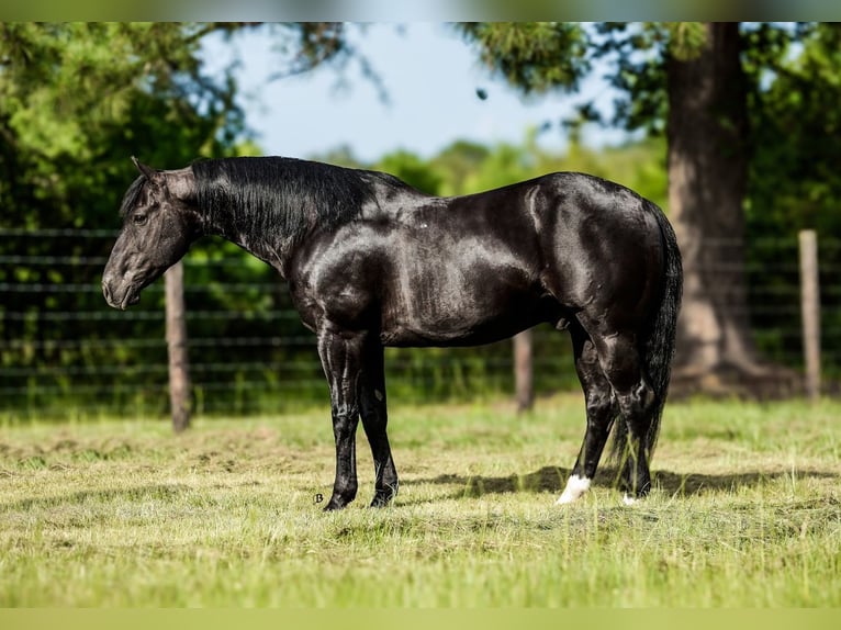 American Paint Horse Caballo castrado 10 años 152 cm Negro in Lufkin, TX