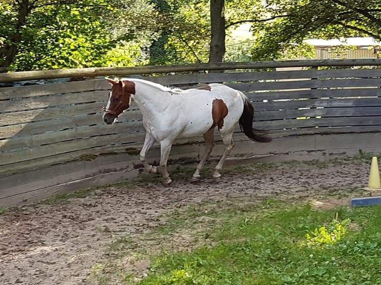 American Paint Horse Caballo castrado 10 años 152 cm Tobiano-todas las-capas in Eschau