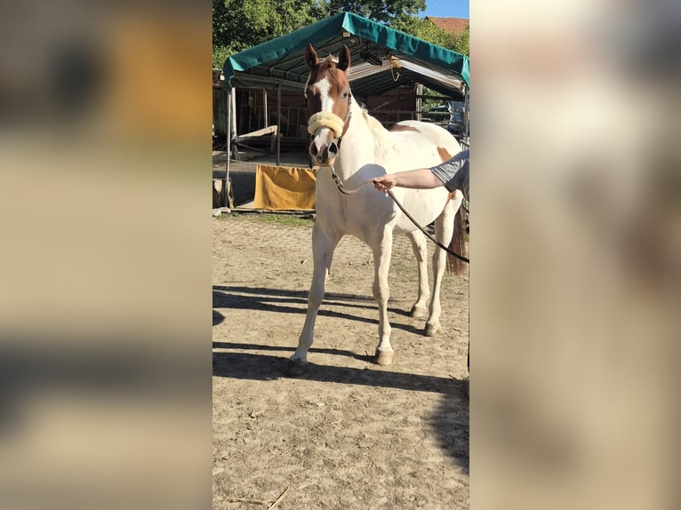 American Paint Horse Caballo castrado 10 años 152 cm Tobiano-todas las-capas in Eschau