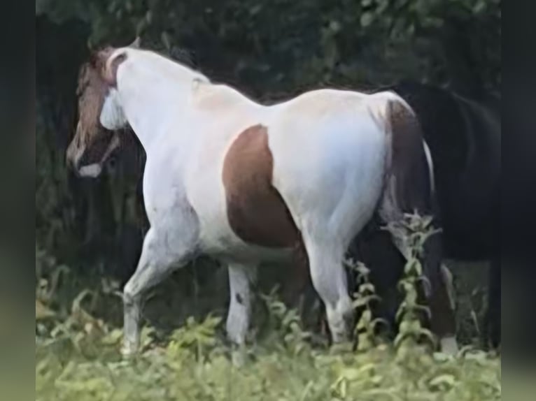 American Paint Horse Caballo castrado 10 años 152 cm Tobiano-todas las-capas in Eschau