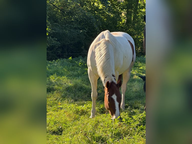 American Paint Horse Caballo castrado 10 años 152 cm Tobiano-todas las-capas in Eschau