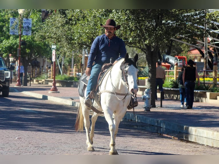 American Paint Horse Caballo castrado 10 años 152 cm Tobiano-todas las-capas in Stephenville TX