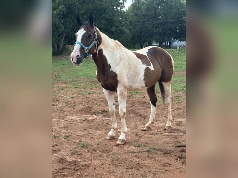 American Paint Horse Caballo castrado 10 años 152 cm Tobiano-todas las-capas in Fountain Inn