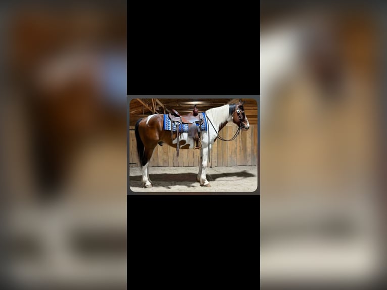 American Paint Horse Caballo castrado 10 años 152 cm Tobiano-todas las-capas in Fountain Inn