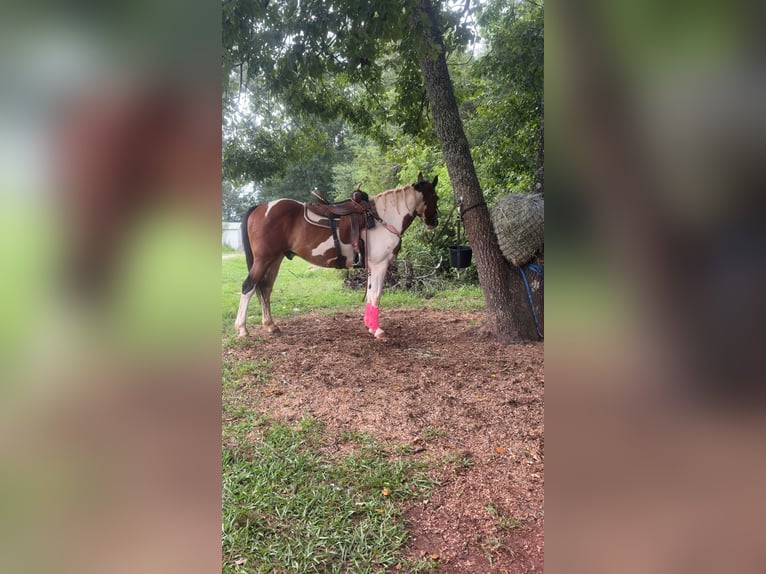 American Paint Horse Caballo castrado 10 años 152 cm Tobiano-todas las-capas in Fountain Inn