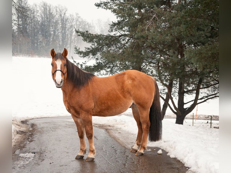 American Paint Horse Caballo castrado 10 años 154 cm Red Dun/Cervuno in Thurmansbang