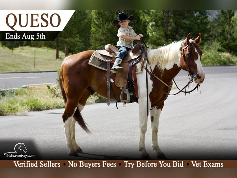 American Paint Horse Caballo castrado 10 años 155 cm Tobiano-todas las-capas in Fort Collins, CO