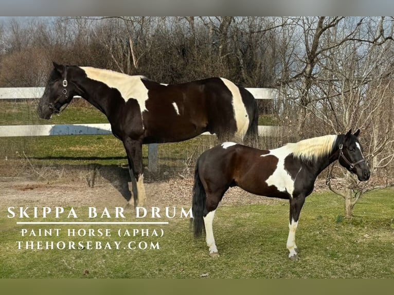 American Paint Horse Caballo castrado 10 años 157 cm Tobiano-todas las-capas in Chaska, MN