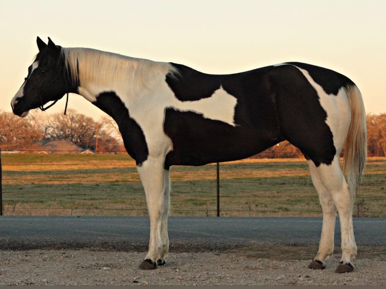 American Paint Horse Caballo castrado 10 años 157 cm Tobiano-todas las-capas in Terrell TX
