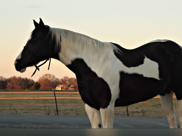 American Paint Horse Caballo castrado 10 años 157 cm Tobiano-todas las-capas in Terrell TX