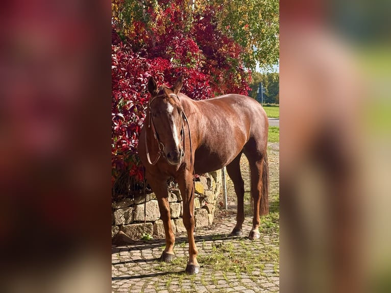 American Paint Horse Caballo castrado 10 años 160 cm Alazán in Rippach