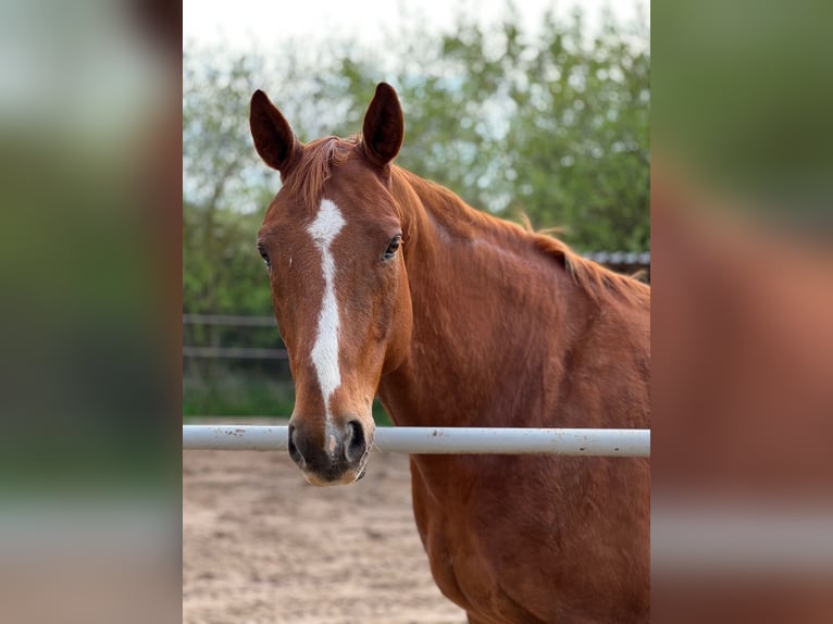 American Paint Horse Caballo castrado 10 años 160 cm Alazán in Rippach