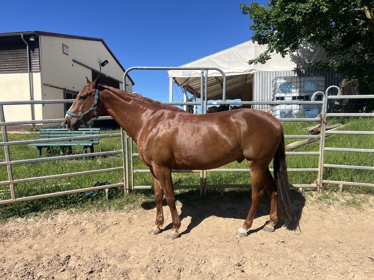 American Paint Horse Caballo castrado 10 años 160 cm Alazán in Rippach