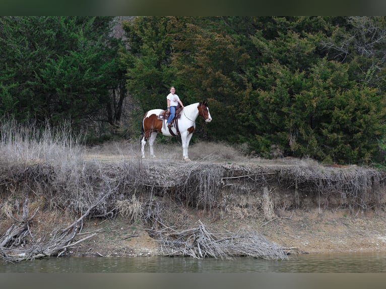 American Paint Horse Mestizo Caballo castrado 10 años 160 cm Pío in Forney