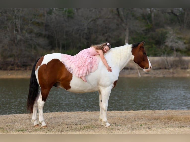 American Paint Horse Mestizo Caballo castrado 10 años 160 cm Pío in Forney