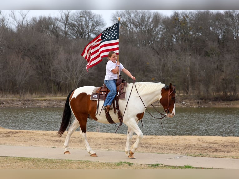 American Paint Horse Mestizo Caballo castrado 10 años 160 cm Pío in Forney