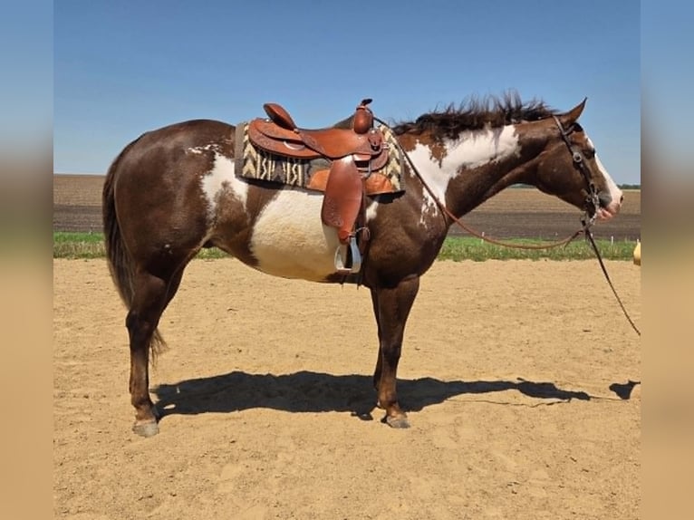 American Paint Horse Caballo castrado 10 años 163 cm Alazán-tostado in Mechanicsville