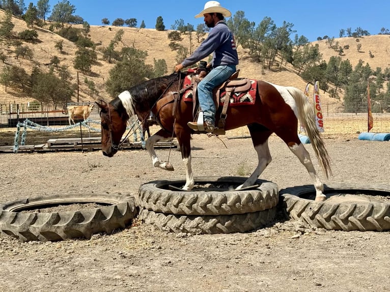 American Paint Horse Caballo castrado 10 años Tobiano-todas las-capas in Tres Pinos
