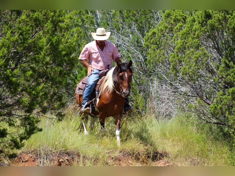 American Paint Horse Caballo castrado 11 años 137 cm Tobiano-todas las-capas in Stephenville TX
