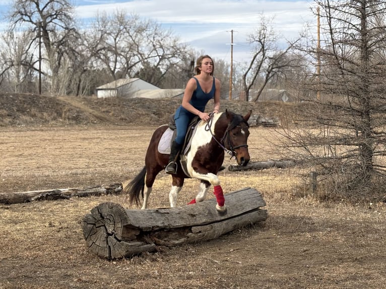 American Paint Horse Caballo castrado 11 años 142 cm Tobiano-todas las-capas in Fort Collins