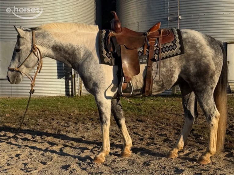 American Paint Horse Caballo castrado 11 años 142 cm Tordo in Sebree