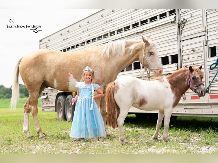 American Paint Horse Caballo castrado 11 años 145 cm Pío in Clover