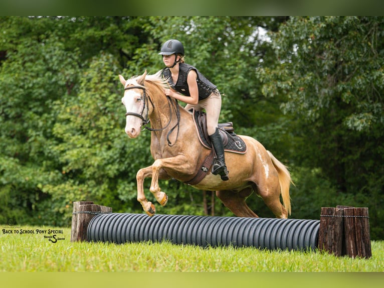 American Paint Horse Caballo castrado 11 años 145 cm Pío in Clover