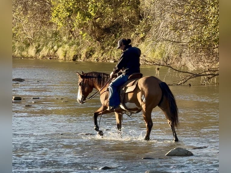 American Paint Horse Caballo castrado 11 años 147 cm Bayo in Dennis