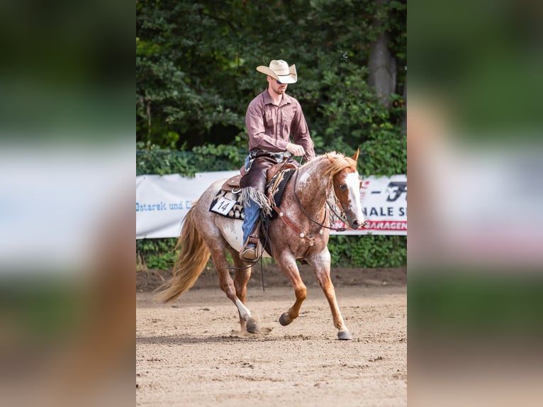 American Paint Horse Caballo castrado 11 años 150 cm in Haren