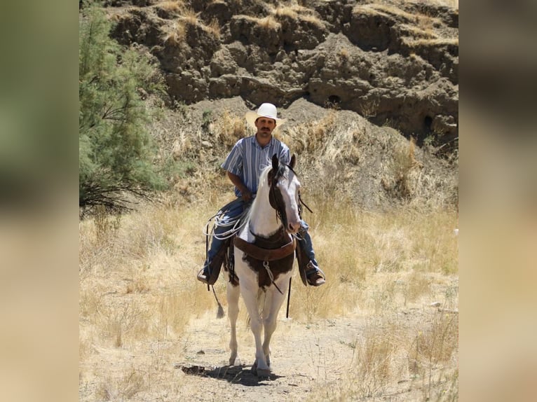 American Paint Horse Caballo castrado 11 años 150 cm Tobiano-todas las-capas in Paicines CA