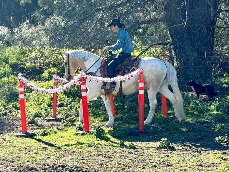 American Paint Horse Caballo castrado 11 años 150 cm Tobiano-todas las-capas in Paicines CA