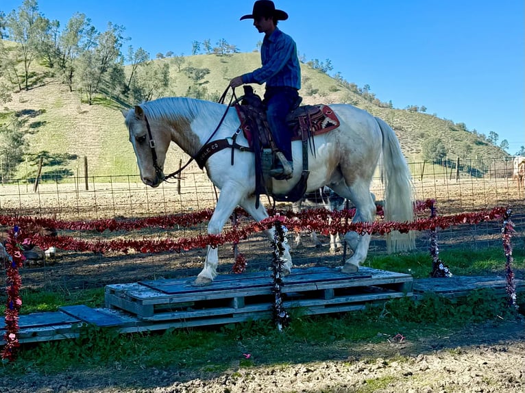 American Paint Horse Caballo castrado 11 años 150 cm Tobiano-todas las-capas in Paicines CA