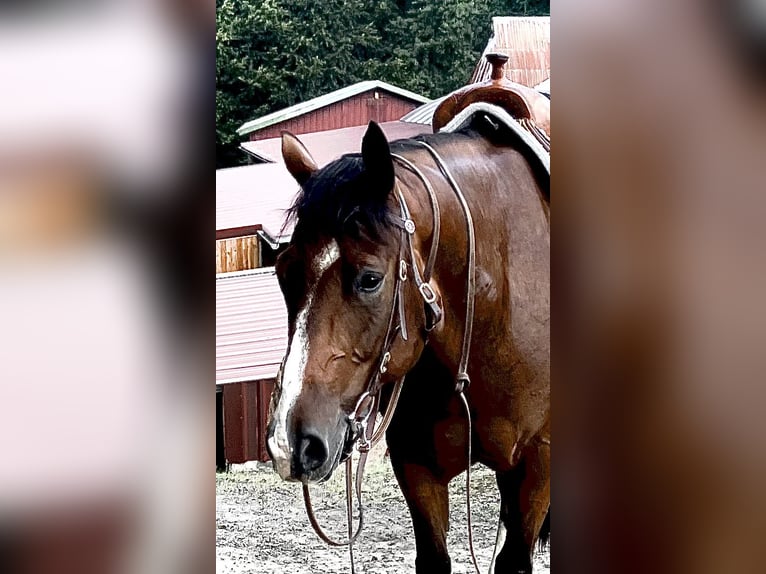 American Paint Horse Caballo castrado 11 años 152 cm Castaño in Holzbunge
