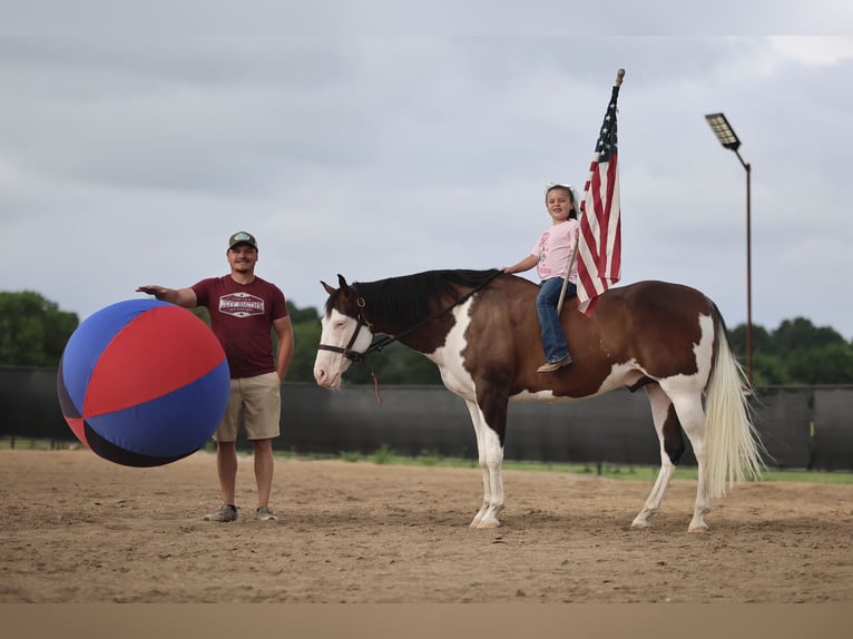 American Paint Horse Caballo castrado 11 años 152 cm Overo-todas las-capas in Buffalo, MO