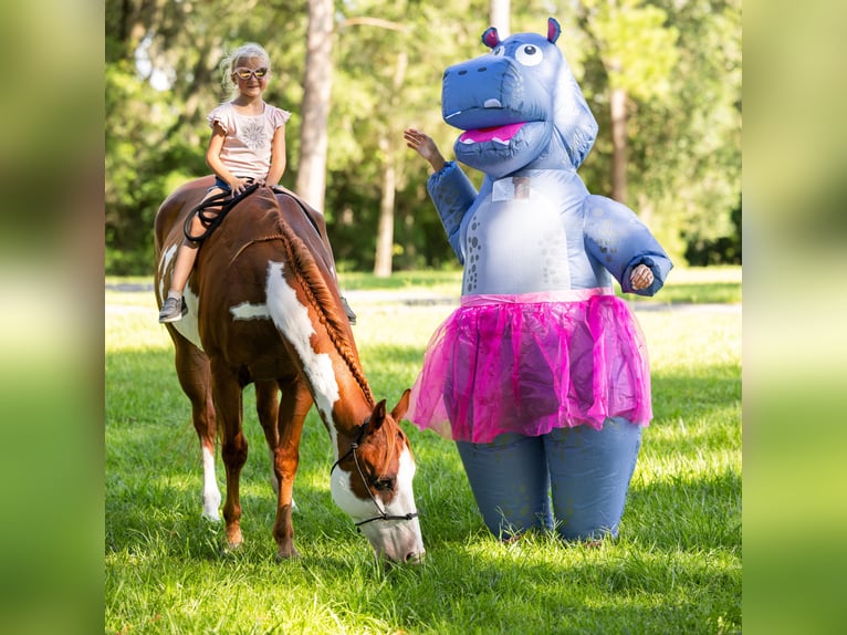 American Paint Horse Caballo castrado 11 años 152 cm Pío in Ocala