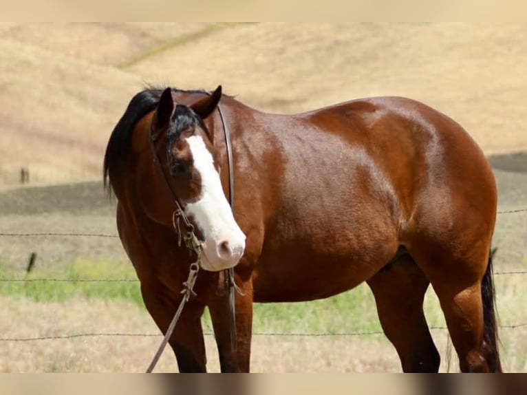 American Paint Horse Caballo castrado 11 años 152 cm Tobiano-todas las-capas in Tres Pinos