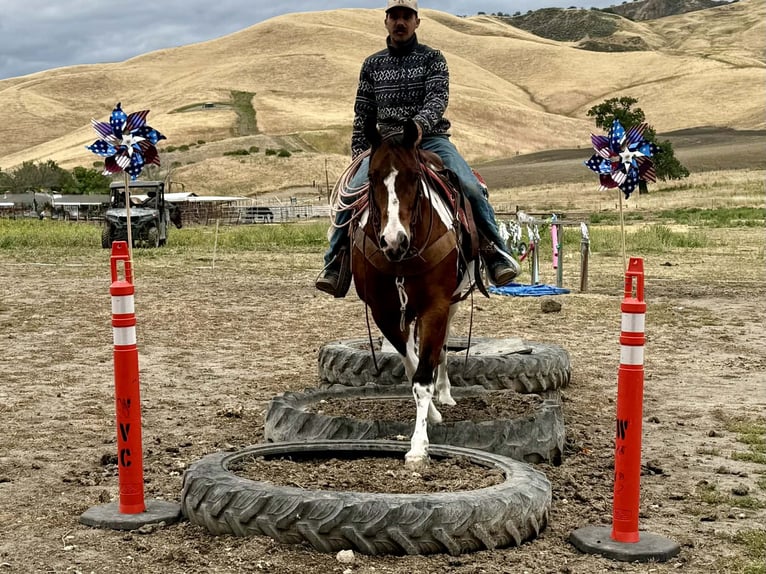 American Paint Horse Caballo castrado 11 años 152 cm Tobiano-todas las-capas in Tres Pinos