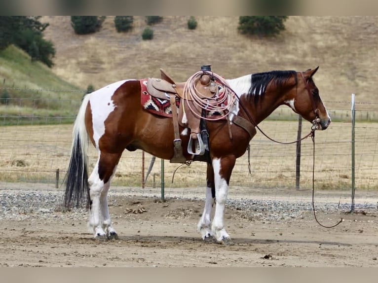 American Paint Horse Caballo castrado 11 años 152 cm Tobiano-todas las-capas in Tres Pinos
