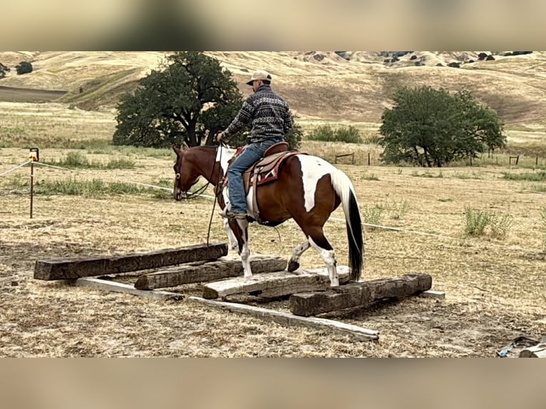 American Paint Horse Caballo castrado 11 años 152 cm Tobiano-todas las-capas in Tres Pinos