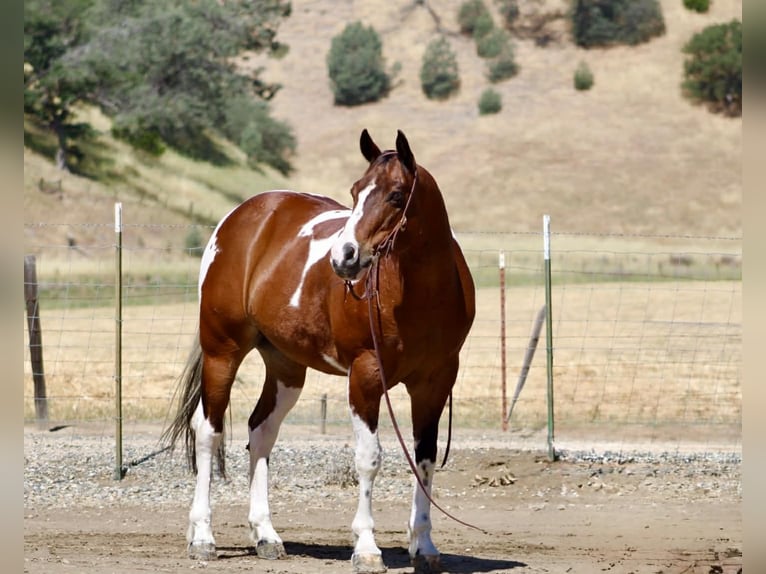 American Paint Horse Caballo castrado 11 años 152 cm Tobiano-todas las-capas in Tres Pinos