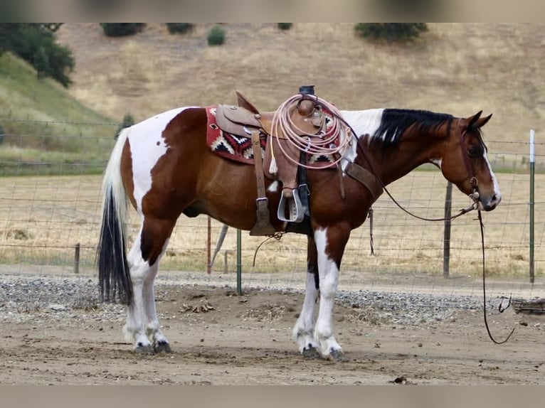 American Paint Horse Caballo castrado 11 años 152 cm Tobiano-todas las-capas in Tres Pinos