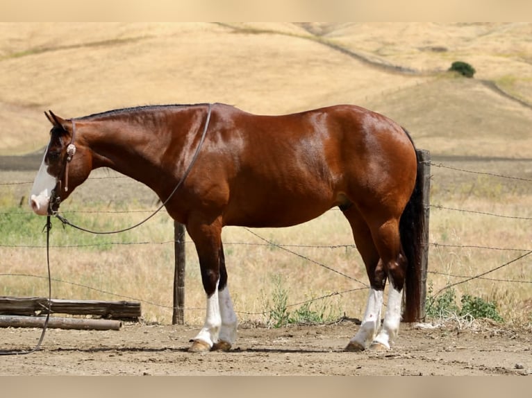 American Paint Horse Caballo castrado 11 años 152 cm Tobiano-todas las-capas in Tres Pinos